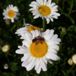 Abeille Ouvrière