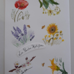 Aquarelle Plantes