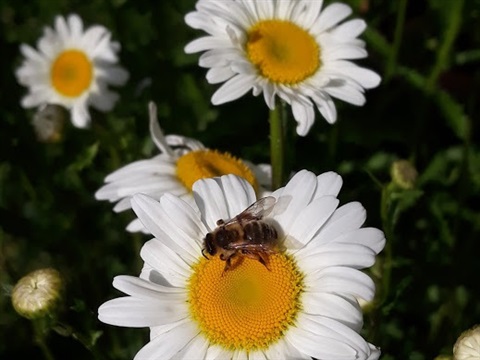 Abeille mellifère