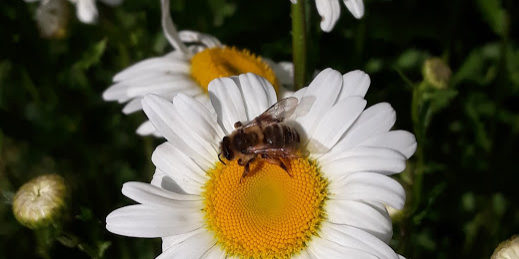 Abeille Ouvrière