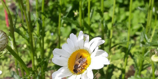 Abeille Ouvrière