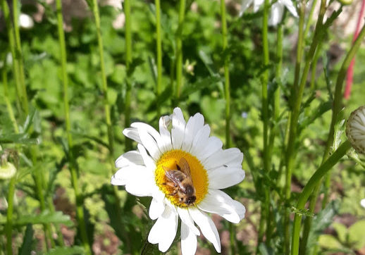 Abeille Ouvrière