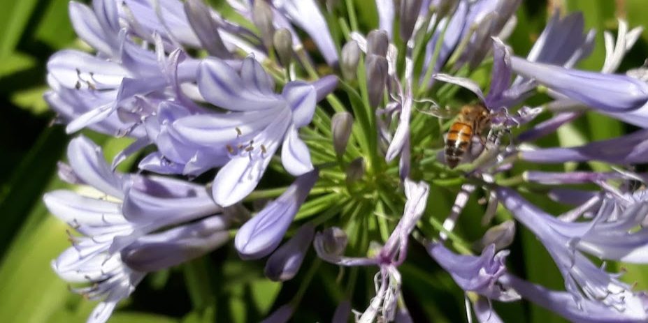 Abeille Provençale