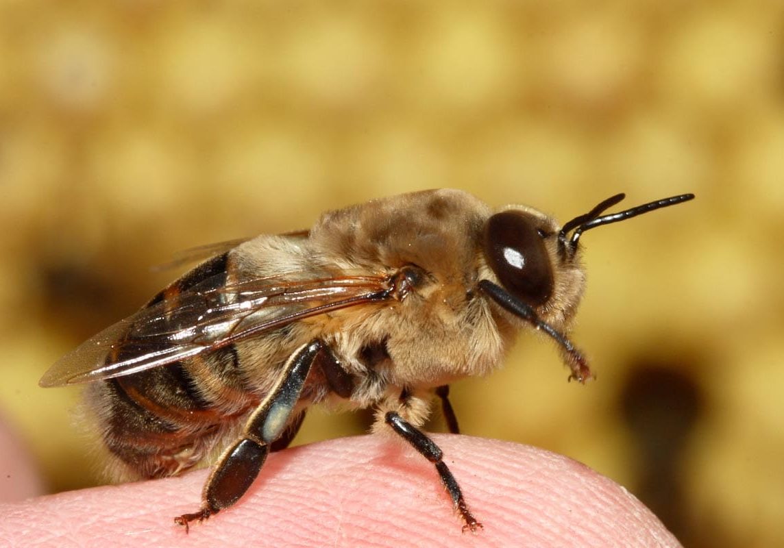 Abeille Mâle 'Faux-Bourdon'