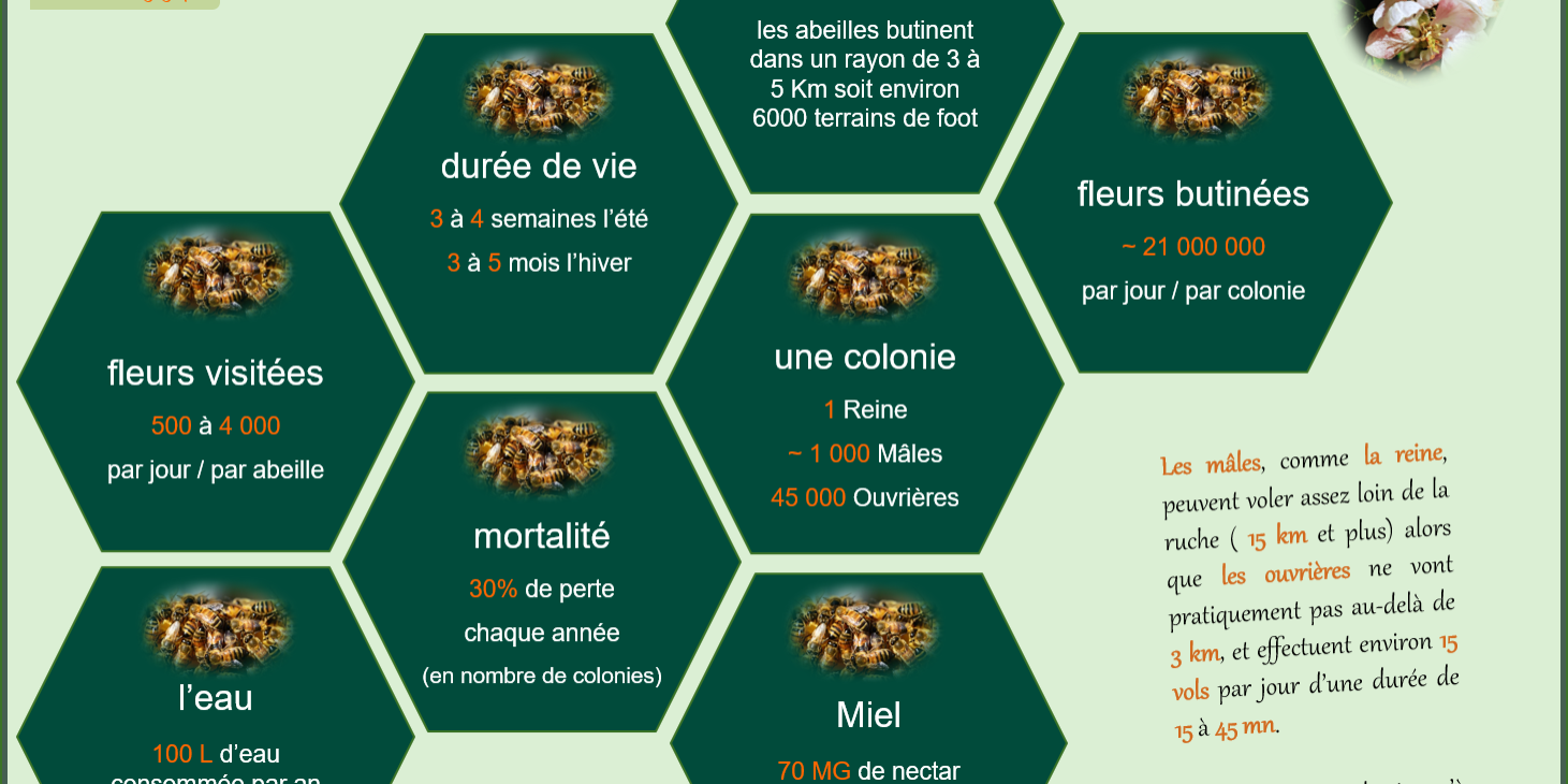 Infos Abeilles