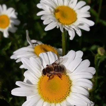 Abeille mellifère